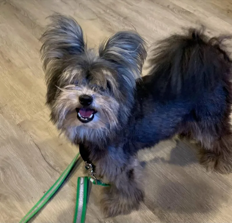 Finn