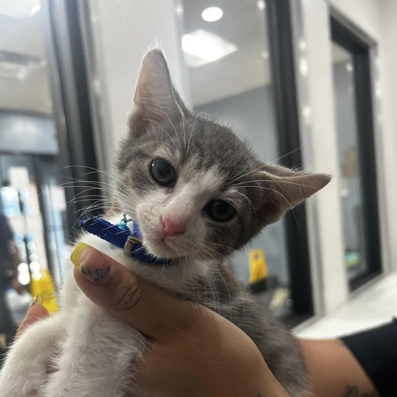 A baby small-sized male White Domestic Short Hair cat named Roberto for adoption in Newark, NJ