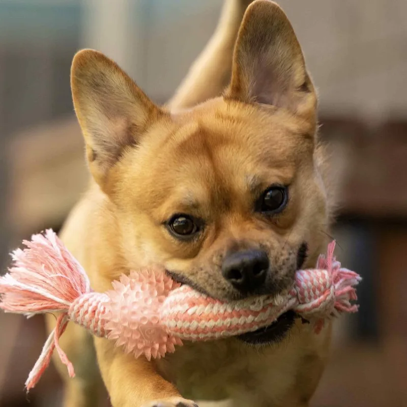 An adult medium-sized male Red / Chestnut / Orange Mixed Breed dog named Squeak  Ecas for adoption in Pleasanton, CA