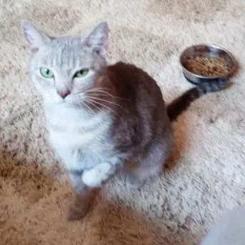 A senior medium-sized female Gray / Blue / Silver Domestic Short Hair cat named Francesca Wallace for adoption in Merrifield, VA