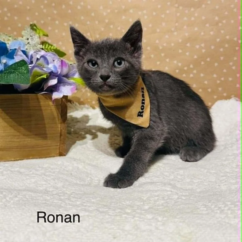 A baby small-sized male Domestic Short Hair cat named Ronan for adoption in Groveland, MA