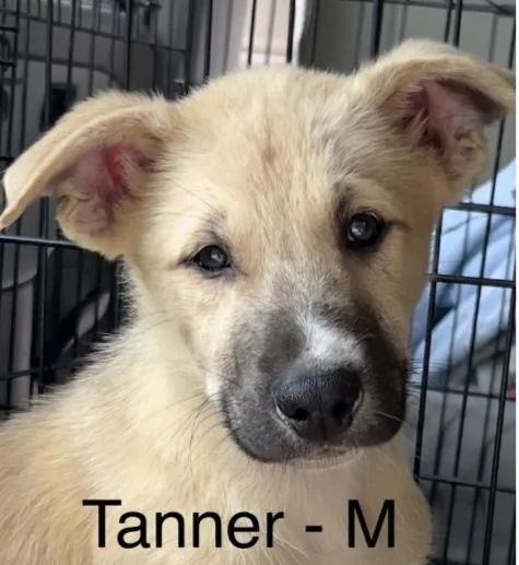 Tanner