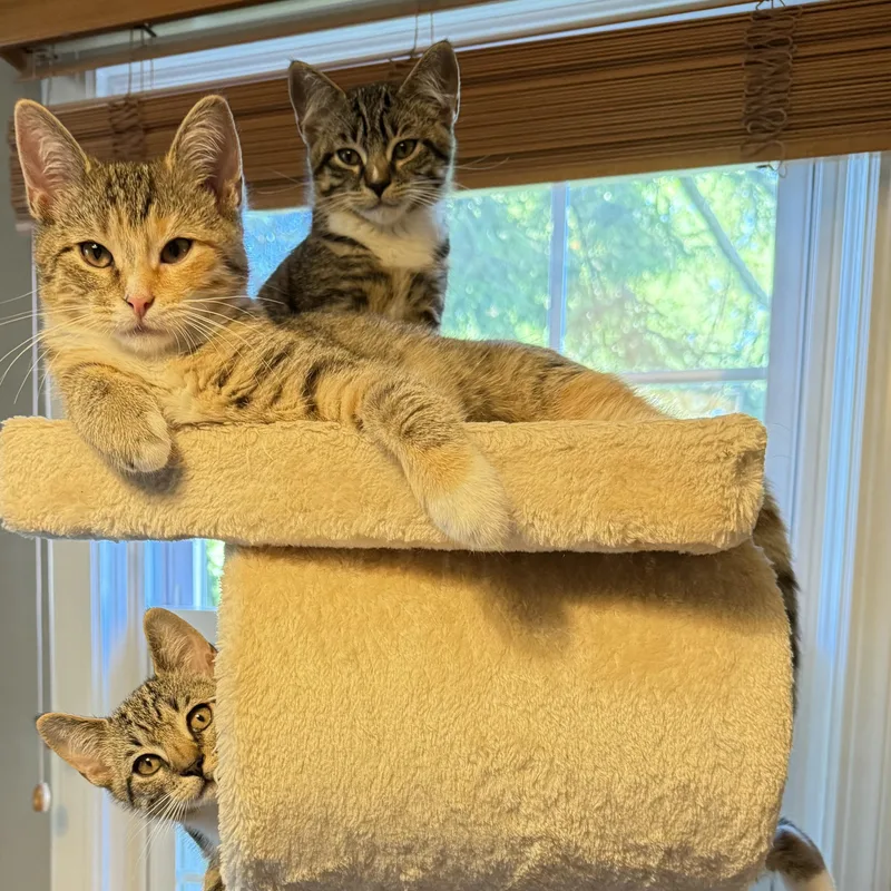 A baby medium-sized female Domestic Short Hair cat named Wren for adoption in Hamilton, NJ