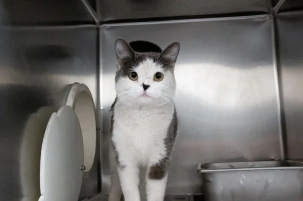 An adult large-sized female Domestic Short Hair cat named Sheryl for adoption in Las Vegas, NV