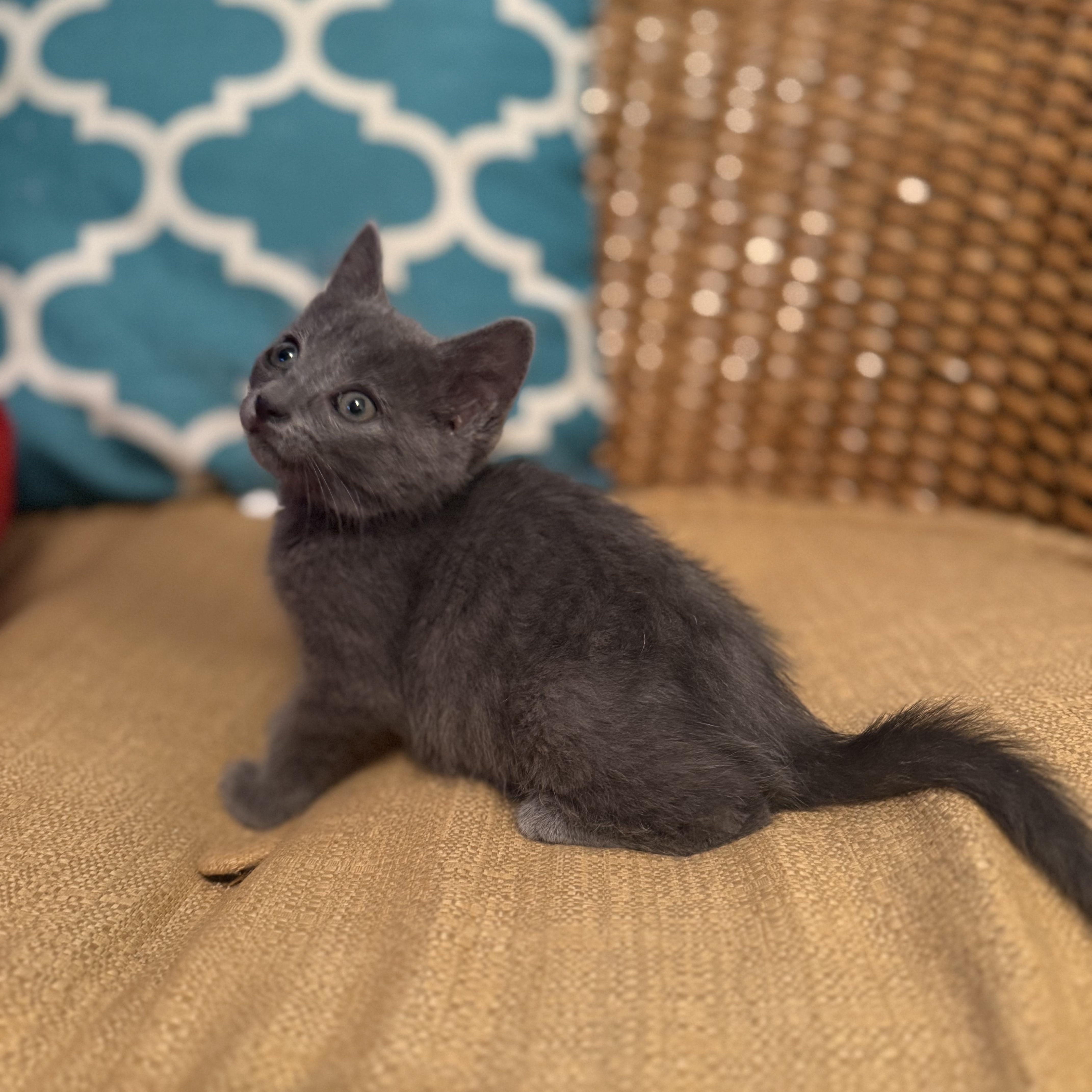 A baby medium-sized female Gray / Blue / Silver Domestic Short Hair cat named Misty for adoption in Moriches, NY