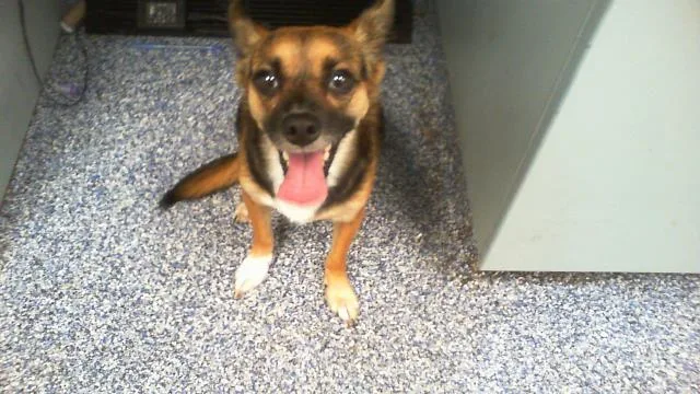 An adult medium-sized male Chihuahua dog named Chapo for adoption in Charlotte, NC