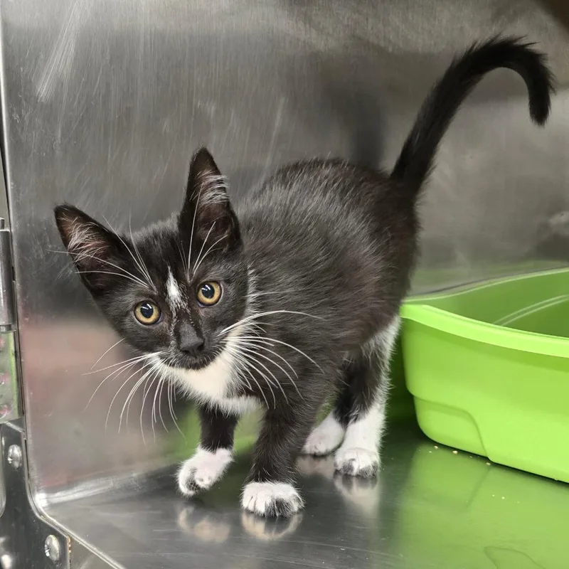 A baby small-sized male Black Domestic Short Hair cat named Han for adoption in Spokane, WA