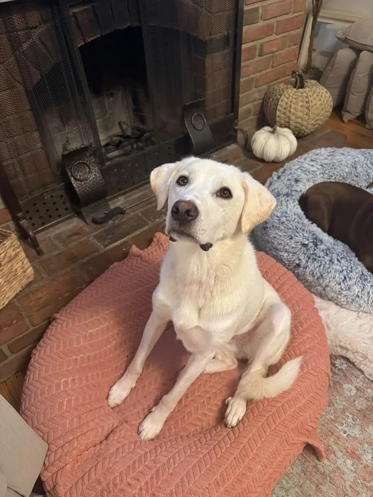 An adult large-sized female Great Pyrenees dog named Coraline for adoption in Columbus, OH