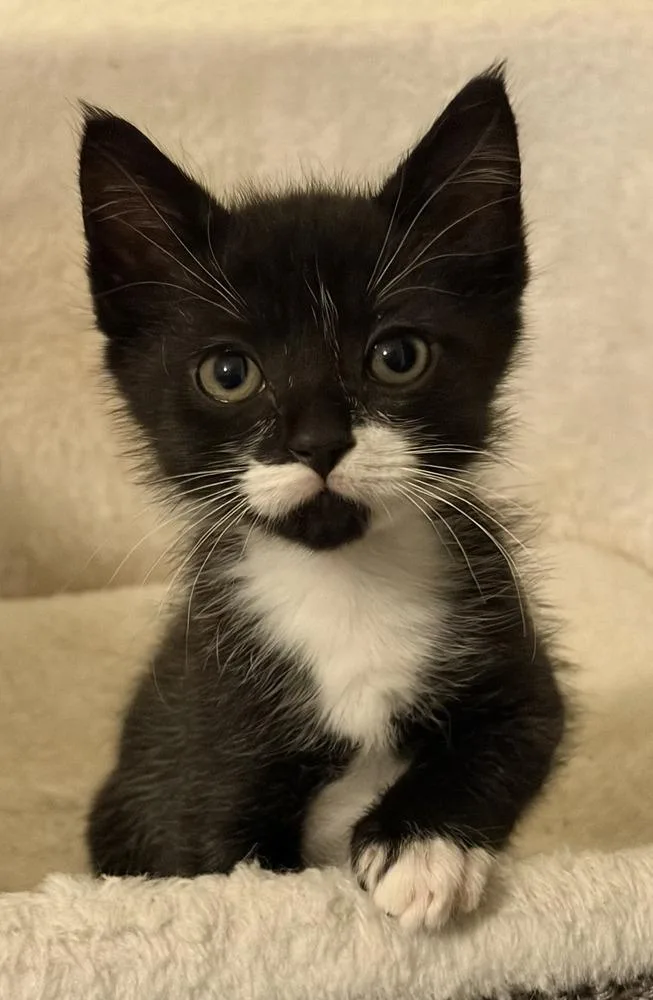 A baby small-sized male Domestic Short Hair cat named Marshall for adoption in Blanchard, OK