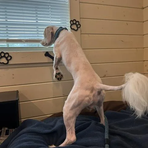 Nacho