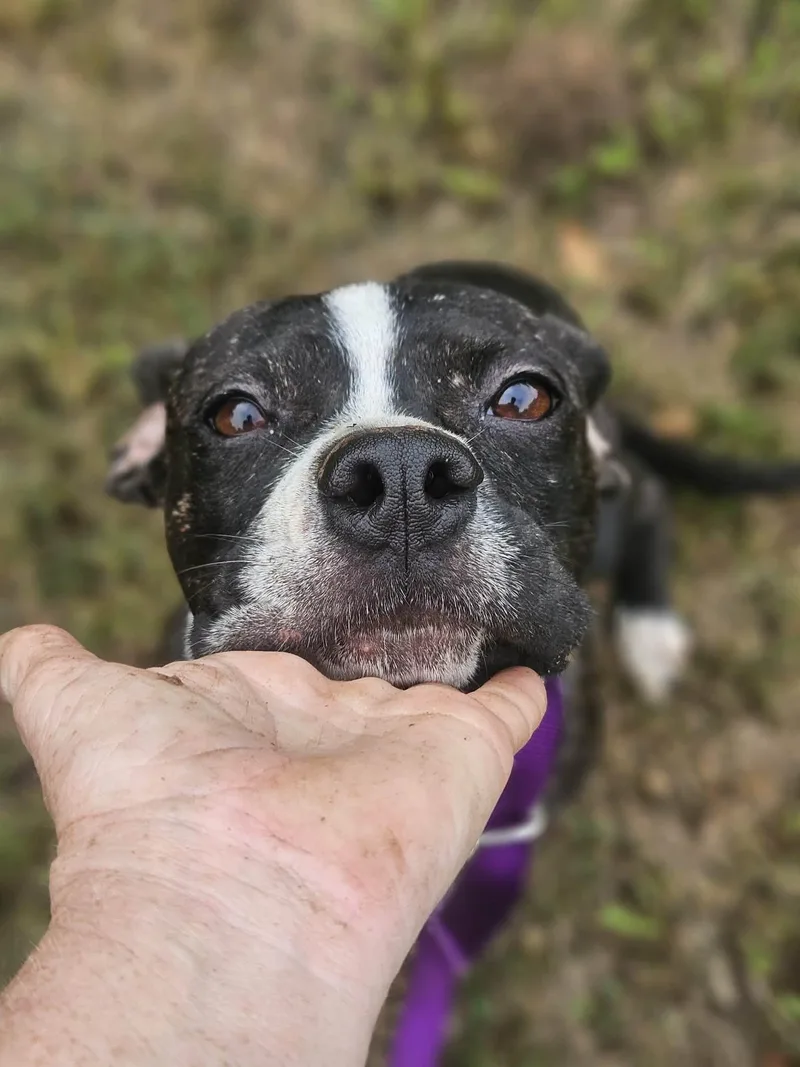 A young medium-sized female Boston Terrier dog named Tess for adoption in Wakefield, RI