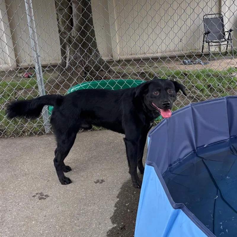 An adult medium-sized male Black Labrador Retriever dog named Shadow for adoption in Springfield, MA