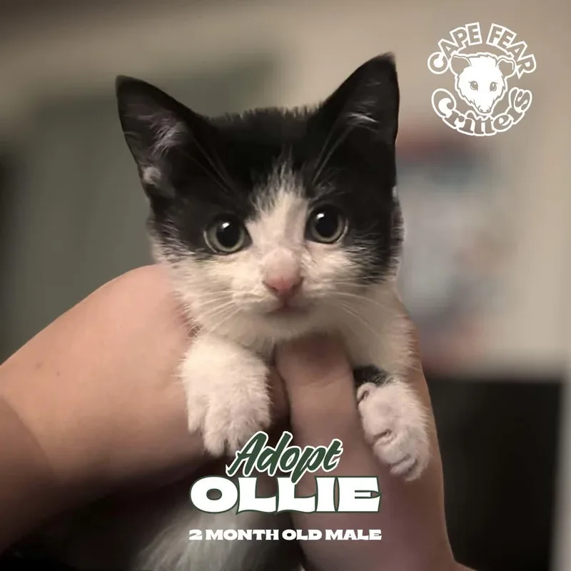 A young small-sized male Domestic Short Hair cat named Ollie for adoption in Wilmington, NC