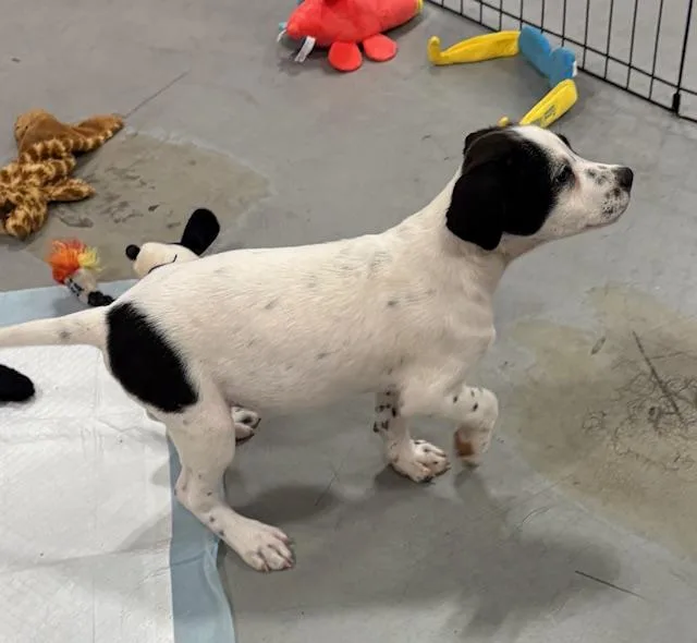 A baby medium-sized female Border Collie dog named Pooh & Piglet for adoption in Cairo, GA