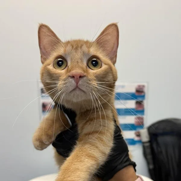Biscuito