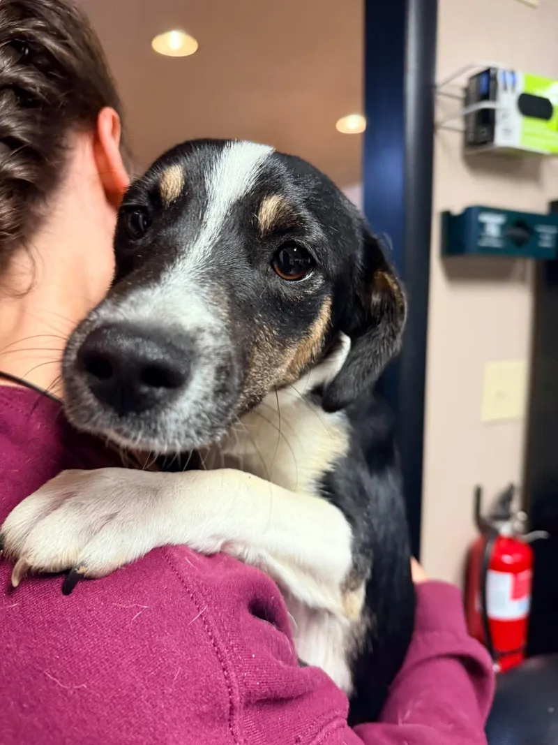 A young medium-sized male Tricolor (Brown, Black, & White) Beagle dog named Smolder for adoption in Richmond, KY