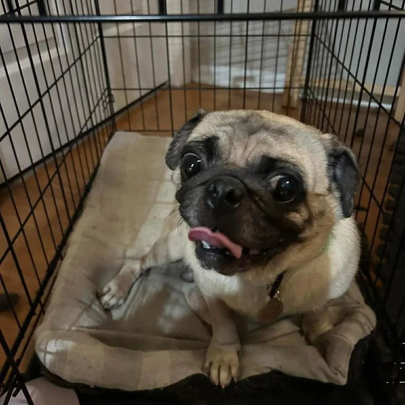 An adult small-sized male Yellow / Tan / Blond / Fawn Pug dog named Francisco D for adoption in Princeton, MN