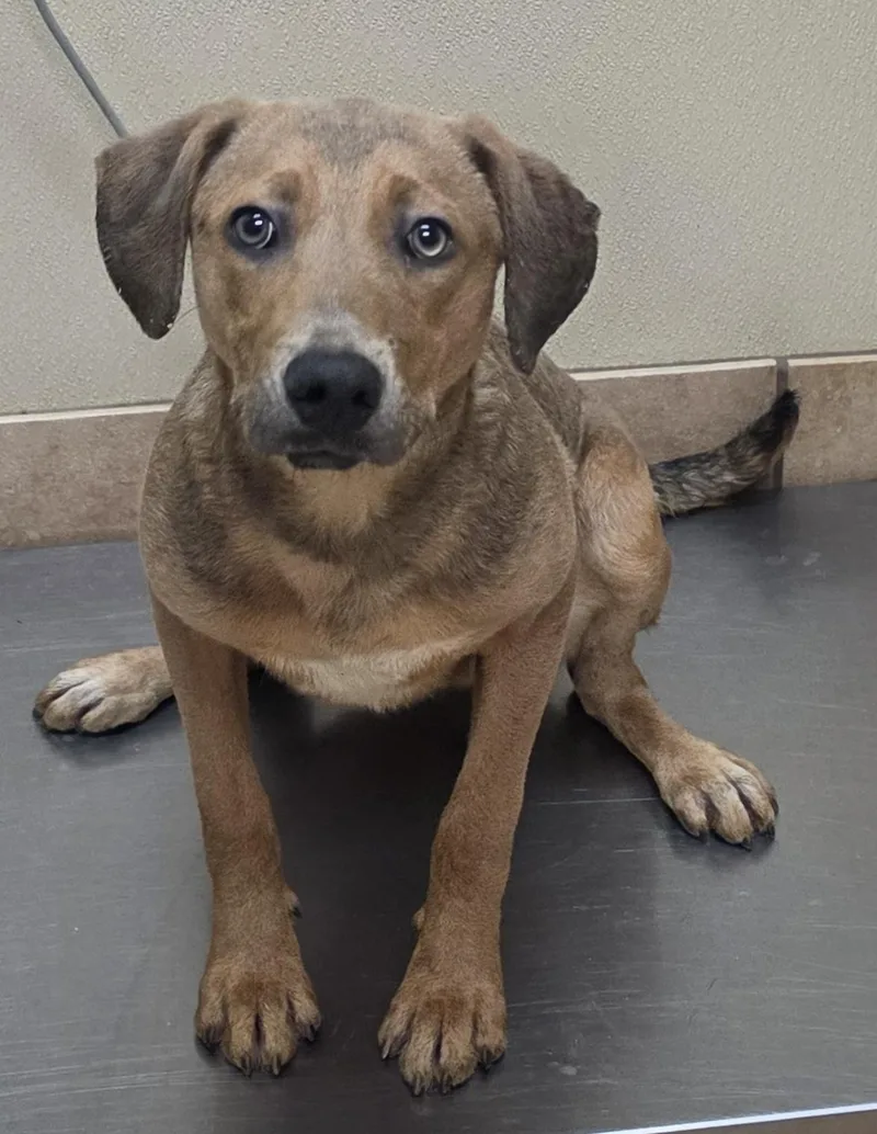 A baby medium-sized male Chesapeake Bay Retriever dog named Joe for adoption in Brainerd, MN