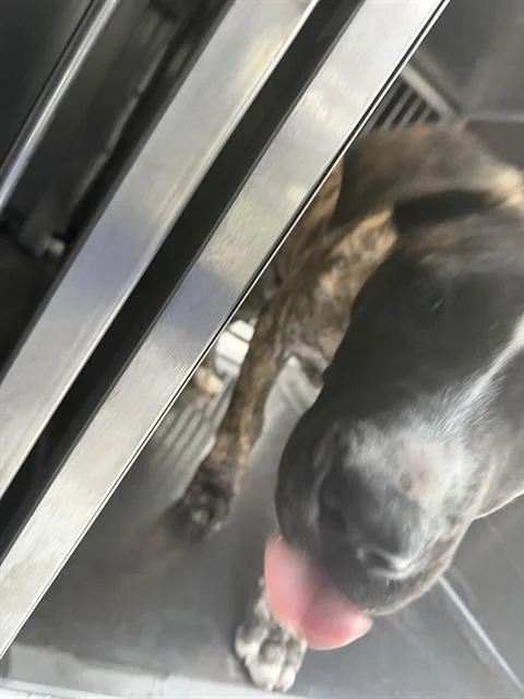 A baby small-sized male Mixed Breed dog named Drizz for adoption in Dallas, TX