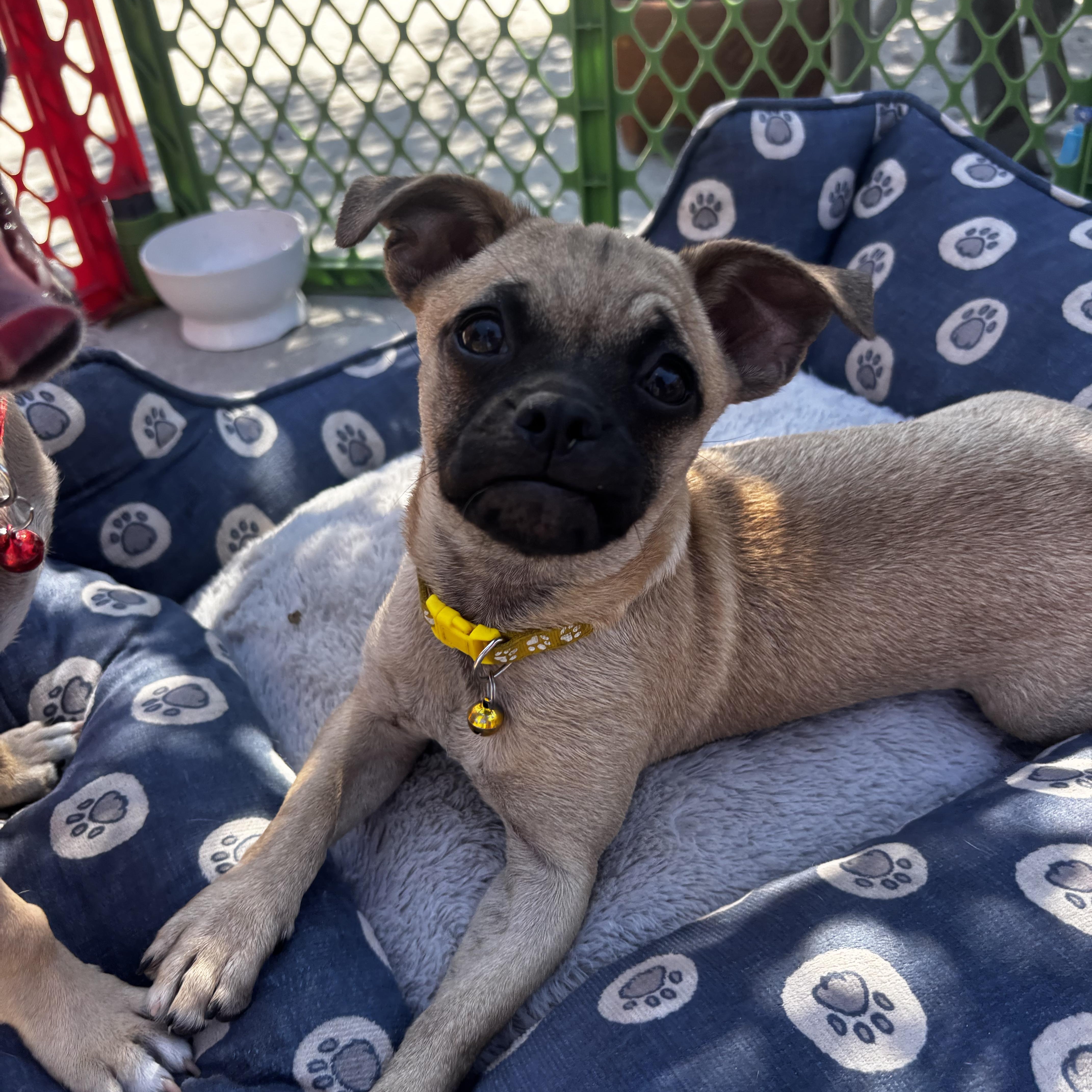 A baby small-sized female Yellow / Tan / Blond / Fawn Pug dog named Rue for adoption in Seal Beach, CA