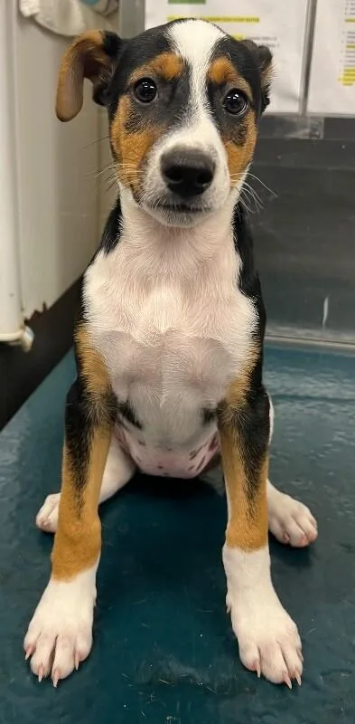 A young small-sized female Black Mixed Breed dog named Jenny for adoption in Mobile, AL
