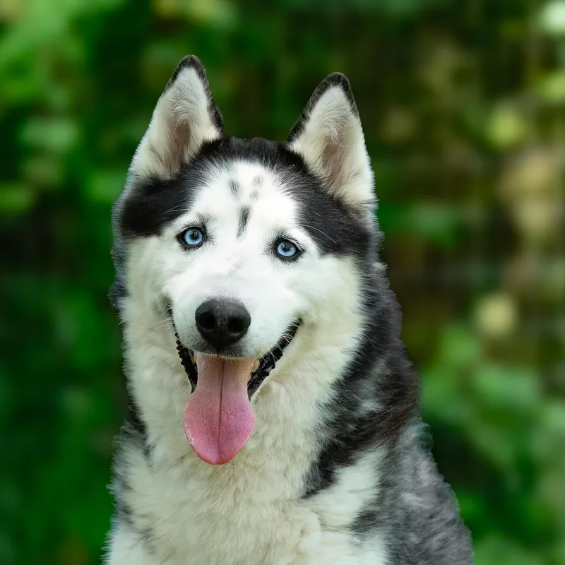 An adult large-sized male Husky dog named Khal Drogo for adoption in Tomball, TX