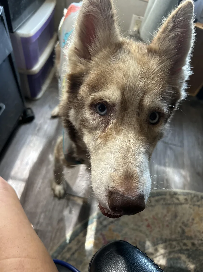 A young medium-sized female Siberian Husky dog named Anaise for adoption in Lakeland, FL