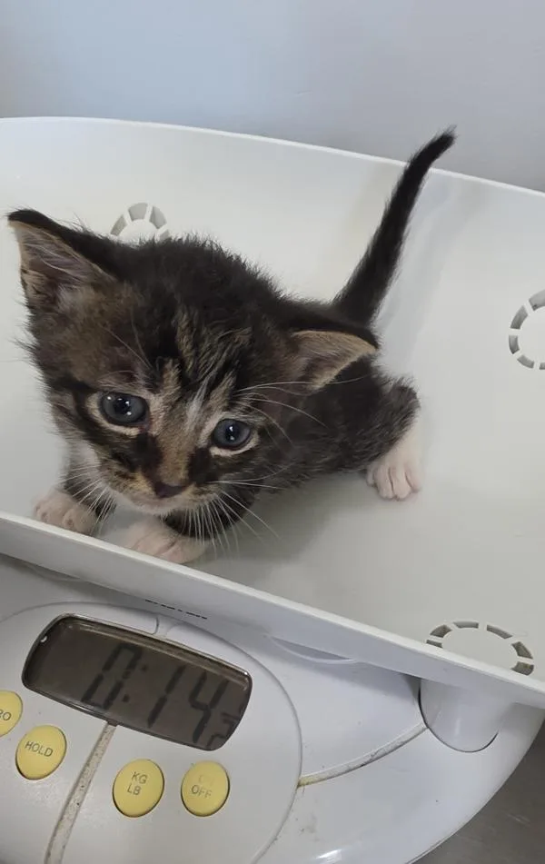 A baby medium-sized male Domestic Short Hair cat named Prince for adoption in Cleveland, TN