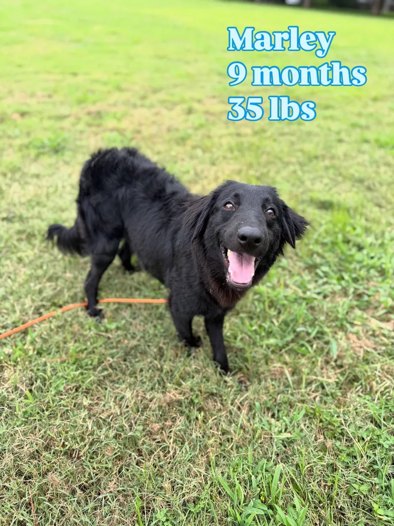 A young medium-sized male Flat-Coated Retriever dog named Marley for adoption in Virginia Beach, VA