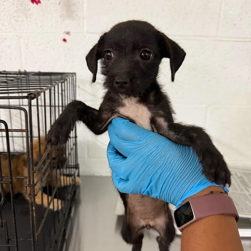 A baby small-sized female Black Terrier dog named Dorita for adoption in Edinburg, TX