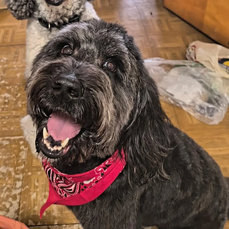 An adult small-sized male Black Golden Retriever dog named Onyx for adoption in Bristol, IN