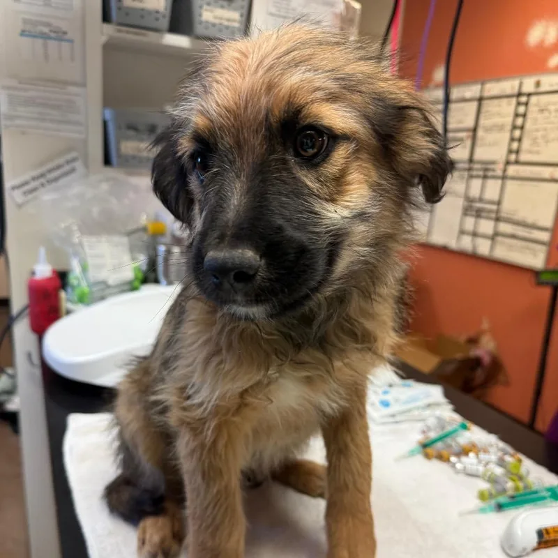 A baby small-sized male Brown / Chocolate Terrier dog named Gusgus for adoption in Flagstaff, AZ