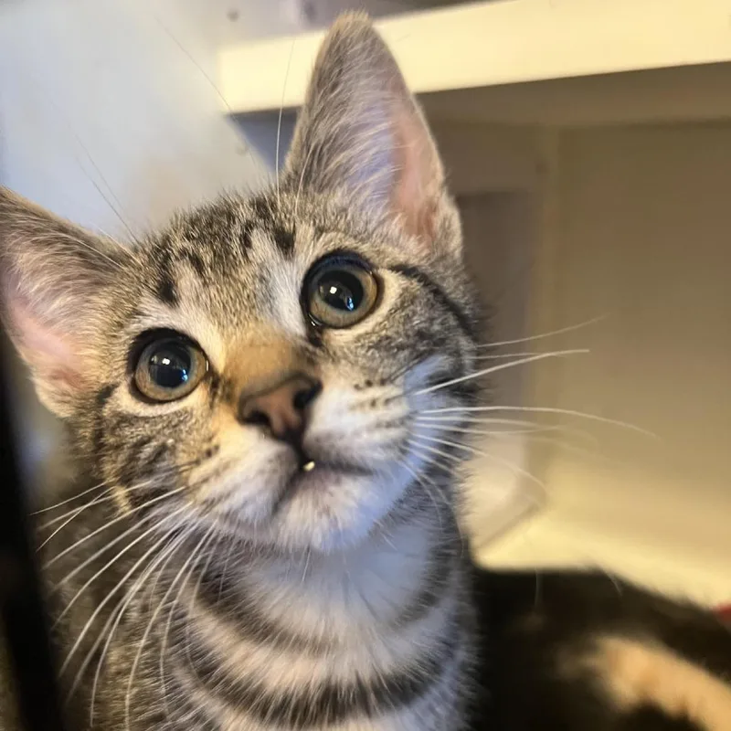 A baby small-sized female Brown / Chocolate Domestic Short Hair cat named Rosemary for adoption in Albert Lea, MN