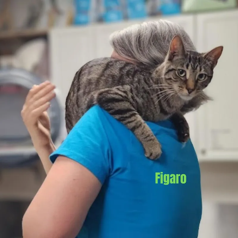 A young medium-sized male Brown / Chocolate Domestic Short Hair cat named Figaro for adoption in Kennett Square, PA