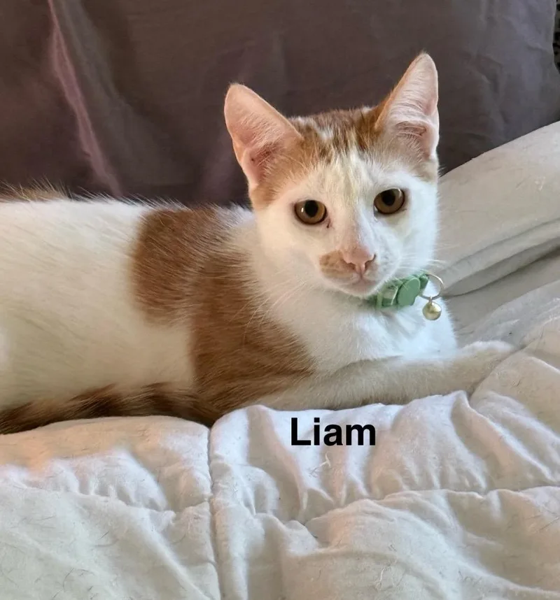Liam thumbnail 3