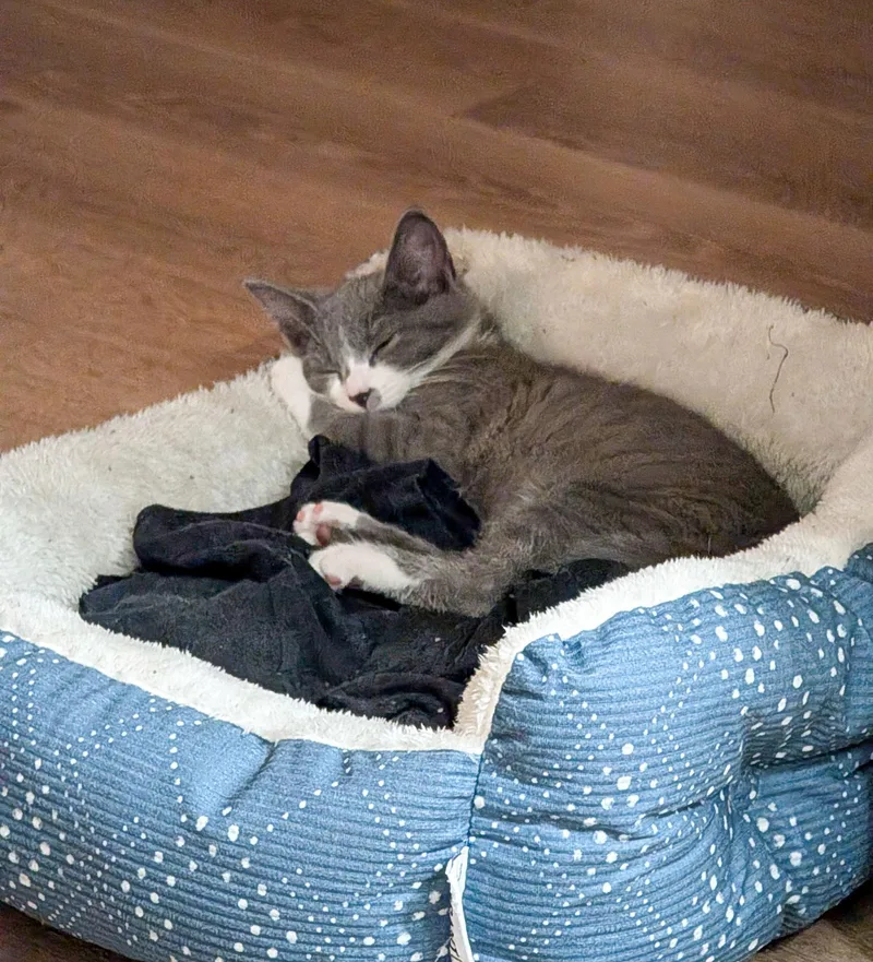 A young medium-sized female Gray & White Domestic Short Hair cat named Freya for adoption in Columbia, SC