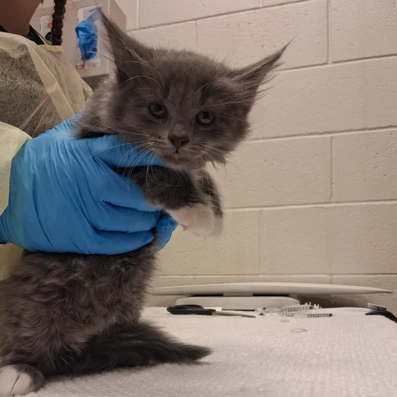 A baby small-sized female Domestic Short Hair cat named Autumn for adoption in Murray, UT