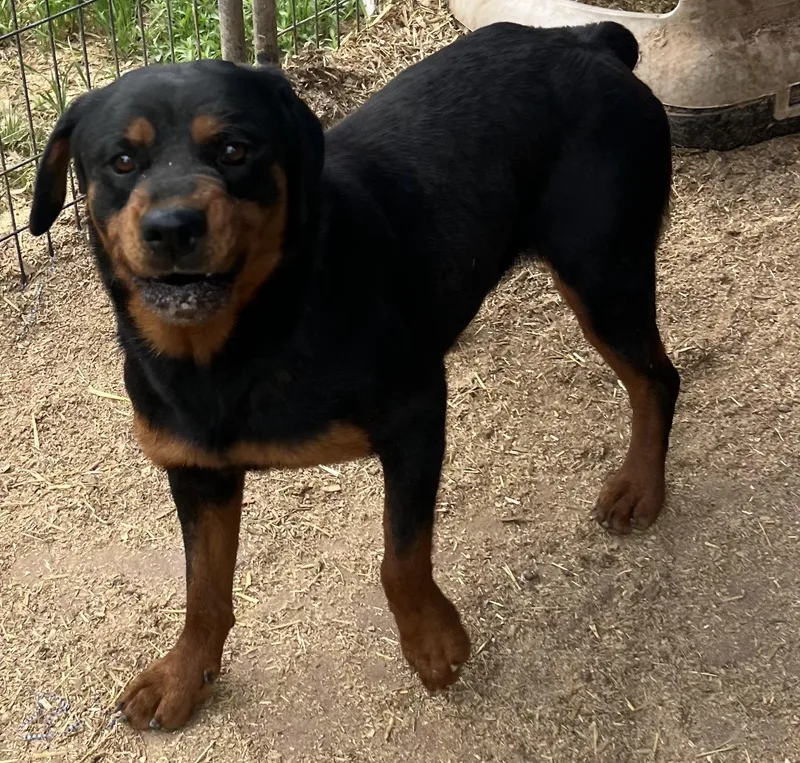 An adult large-sized female Bicolor Rottweiler dog named Yara for adoption in Canyon, TX