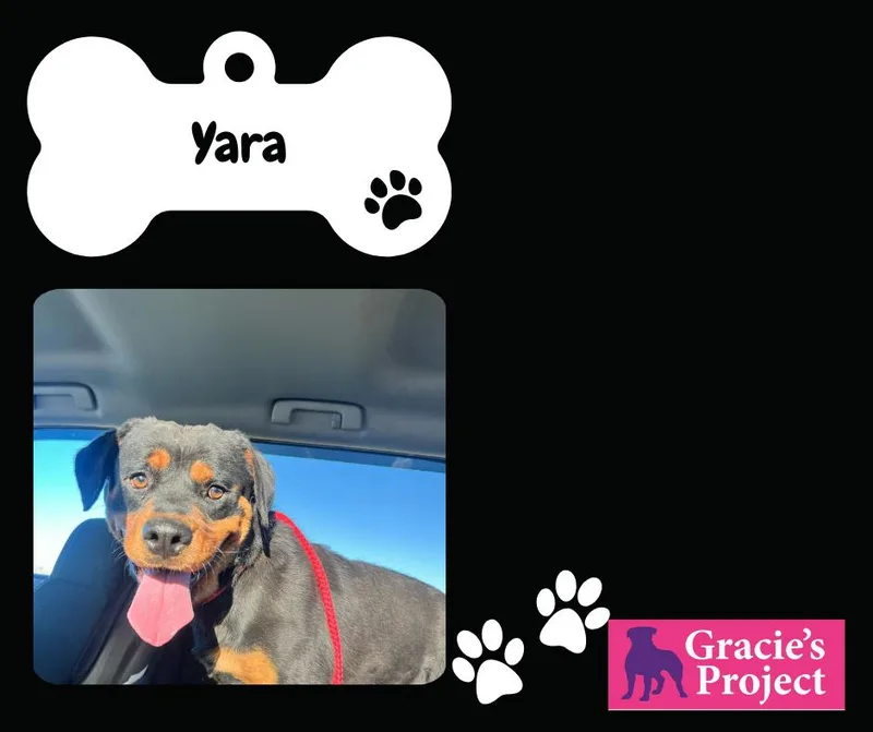 Yara thumbnail 2