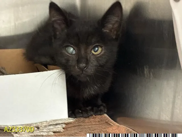 A baby small-sized male Domestic Short Hair cat named Monte for adoption in West Palm Beach, FL