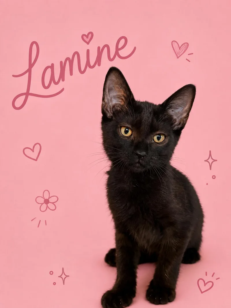 A baby medium-sized female Domestic Short Hair cat named LamineC for adoption in Greenville, DE