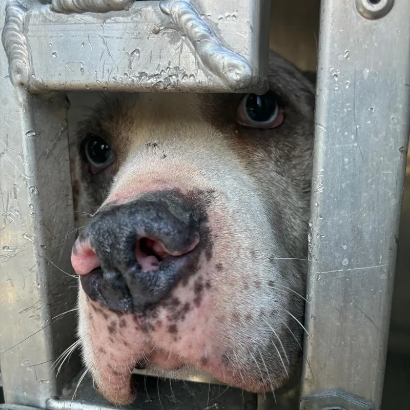 Snickers thumbnail 2