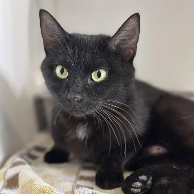 A young medium-sized female Black Domestic Short Hair cat named Special K for adoption in Greensboro, NC
