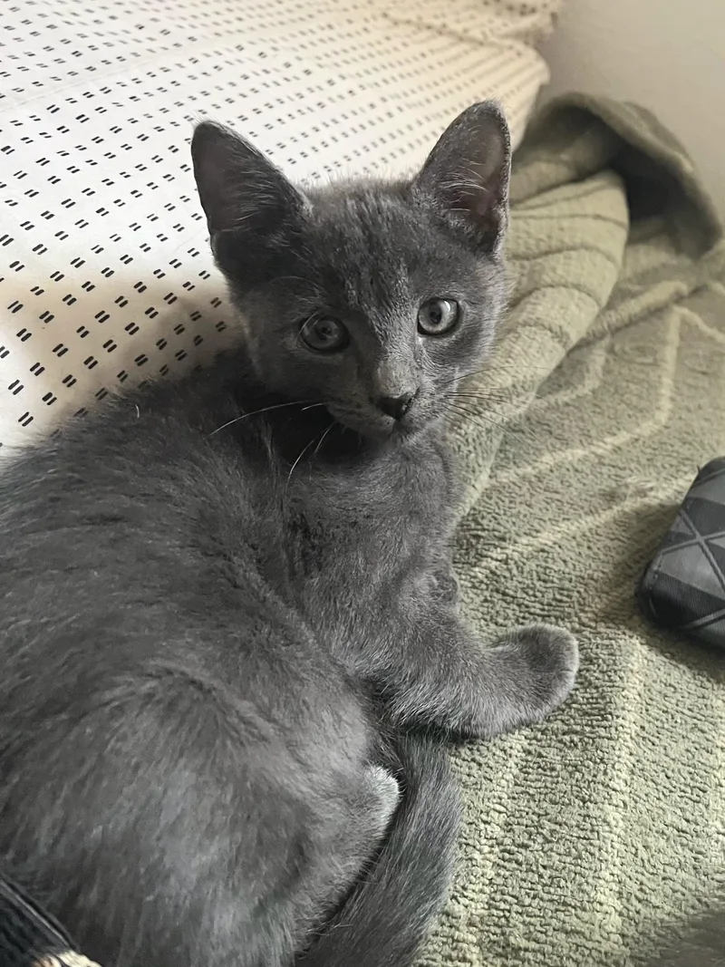A baby medium-sized female Gray / Blue / Silver Domestic Short Hair cat named Mariner for adoption in Albuquerque, NM