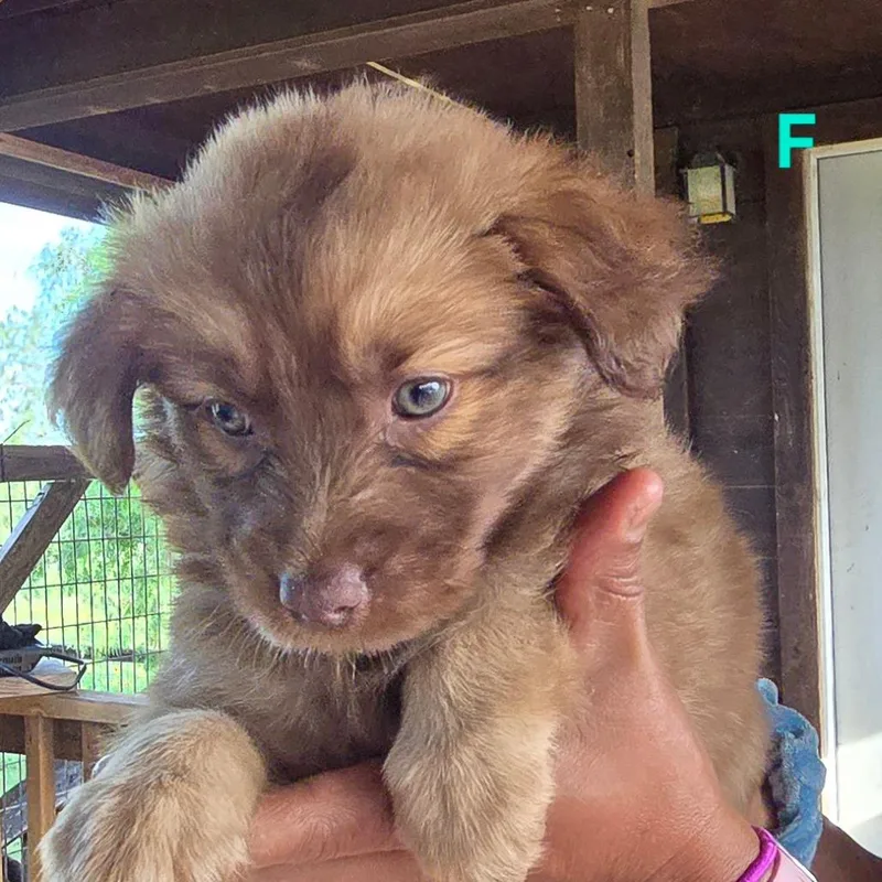A baby small-sized female Golden Chihuahua dog named Indy for adoption in Floresville, TX