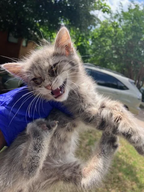 A baby small-sized female Domestic Short Hair cat named Choccat for adoption in Dallas, TX