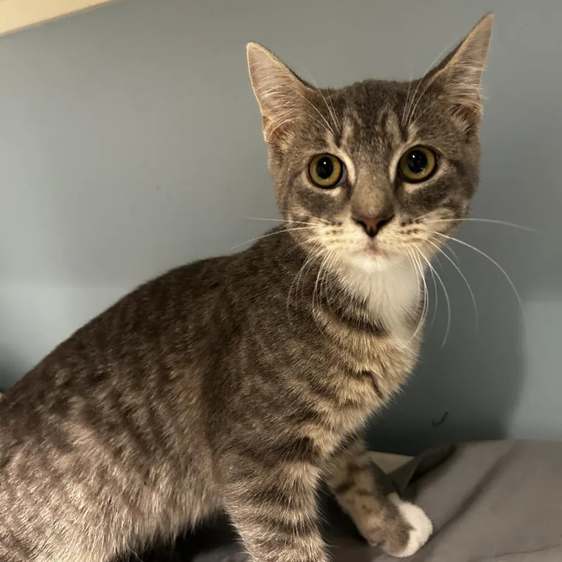 A young small-sized male Gray / Blue / Silver Domestic Short Hair cat named Pico de Gallo for adoption in Chattanooga, TN