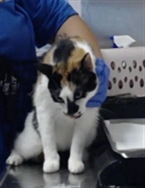A young large-sized female Domestic Short Hair cat named Peony for adoption in Fayetteville, NC