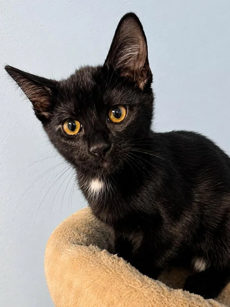 A baby medium-sized male Black Domestic Short Hair cat named Kopi for adoption in Sioux Falls, SD