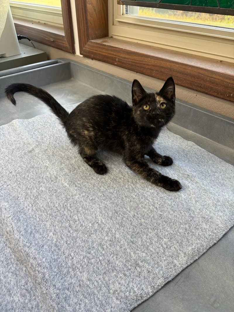 A baby medium-sized female Tortoiseshell Domestic Short Hair cat named R.c. for adoption in Neillsville, WI